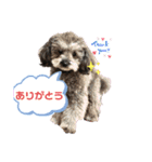 愛犬ウルくん（ウルフ由伸くん）（個別スタンプ：1）