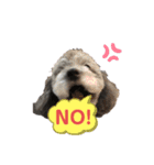 愛犬ウルくん（ウルフ由伸くん）（個別スタンプ：5）