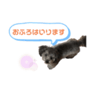 愛犬ウルくん（ウルフ由伸くん）（個別スタンプ：14）