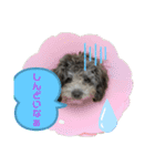 愛犬ウルくん（ウルフ由伸くん）（個別スタンプ：15）