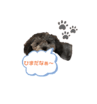 愛犬ウルくん（ウルフ由伸くん）（個別スタンプ：16）