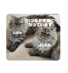 よしむねとじげん（個別スタンプ：1）