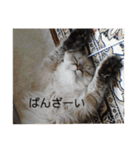 よしむねとじげん（個別スタンプ：2）
