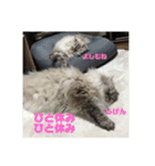 よしむねとじげん（個別スタンプ：6）