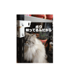 よしむねとじげん（個別スタンプ：10）