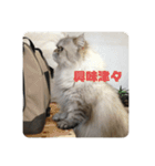 よしむねとじげん（個別スタンプ：11）