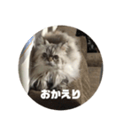 よしむねとじげん（個別スタンプ：15）