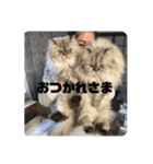 よしむねとじげん（個別スタンプ：16）