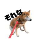 柴犬とミニピンのスタンプ（個別スタンプ：1）