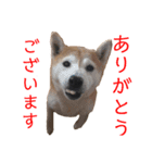 柴犬とミニピンのスタンプ（個別スタンプ：3）