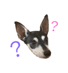 柴犬とミニピンのスタンプ（個別スタンプ：4）