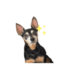 柴犬とミニピンのスタンプ（個別スタンプ：6）