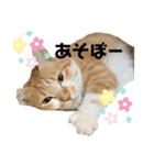 はにちゃみの毎日スタンプ（個別スタンプ：11）