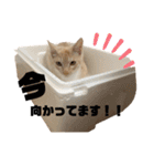 はにちゃみの毎日スタンプ（個別スタンプ：17）