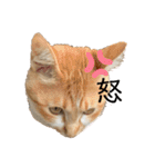 はにちゃみの毎日スタンプ（個別スタンプ：24）