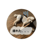 三宅家スタンプ（個別スタンプ：12）