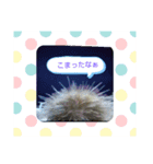 どうぶつ いろいろ（個別スタンプ：7）