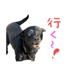 わんわんスタンプ〜第一弾〜（個別スタンプ：2）