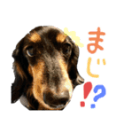 わんわんスタンプ〜第一弾〜（個別スタンプ：8）