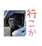 わんわんスタンプ〜第一弾〜（個別スタンプ：12）