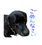 わんわんスタンプ〜第一弾〜（個別スタンプ：13）