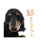 わんわんスタンプ〜第一弾〜（個別スタンプ：14）