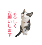 猫のオッテ（個別スタンプ：3）