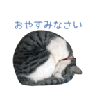 猫のオッテ（個別スタンプ：10）