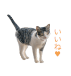 猫のオッテ（個別スタンプ：11）