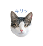 猫のオッテ（個別スタンプ：12）