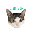 猫のオッテ（個別スタンプ：14）