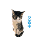 猫のオッテ（個別スタンプ：22）