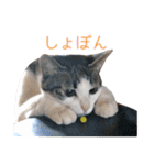 猫のオッテ（個別スタンプ：35）