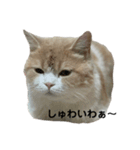 JBの気持ち［第5弾］（個別スタンプ：1）