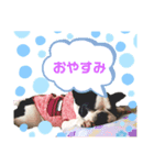 フレンチブル アンちゃん（個別スタンプ：2）