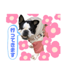 フレンチブル アンちゃん（個別スタンプ：6）