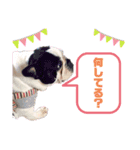 フレンチブル アンちゃん（個別スタンプ：8）
