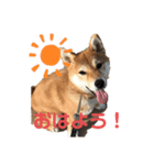 柴犬あんず vol.1（個別スタンプ：1）
