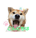 柴犬あんず vol.1（個別スタンプ：3）