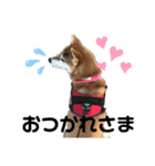 柴犬あんず vol.1（個別スタンプ：4）