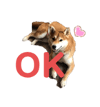 柴犬あんず vol.1（個別スタンプ：5）