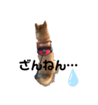柴犬あんず vol.1（個別スタンプ：6）