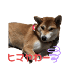 柴犬あんず vol.1（個別スタンプ：8）
