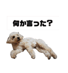 ビビ子のスタンプ②（個別スタンプ：21）