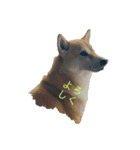 柴犬りんじろうの楽しい毎日2（個別スタンプ：2）