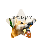 柴犬りんじろうの楽しい毎日2（個別スタンプ：3）