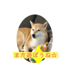 柴犬りんじろうの楽しい毎日2（個別スタンプ：5）