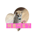 柴犬りんじろうの楽しい毎日2（個別スタンプ：8）