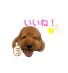 室井チョコの日常（個別スタンプ：9）