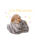 室井チョコの日常（個別スタンプ：37）